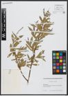 Foto von Salix alba subsp. alba L.